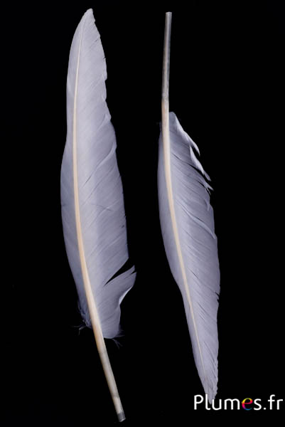 Cygne lame - 28-33 cm - gris